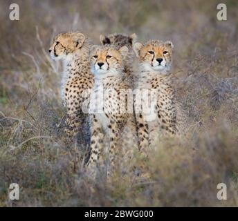 Gruppe von vier Geparden (Acinonyx jubatus), die zusammen sitzen, Ngorongoro Conservation Area, Tansania, Afrika Stockfoto