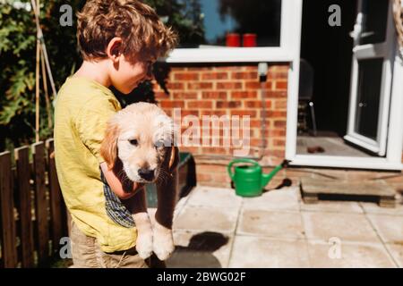 Junge hält goldenen Retriever labrador Welpen im Hof Stockfoto