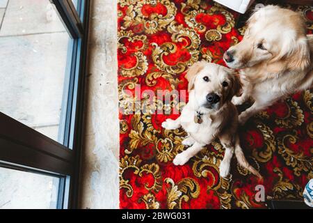 Ansicht von oben auf golden Retriever labrador Welpe und golden Retriever Stockfoto