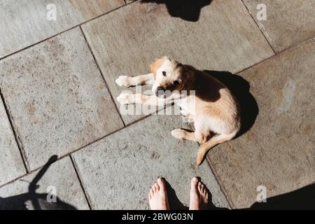 Ansicht von oben auf golden Retriever labrador Welpen Dolying down on Terrasse Stockfoto