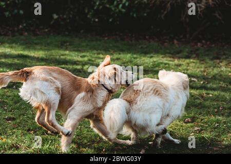 Zwei gelbe labrador Golden Retriever Hunde spielen Jagd Stockfoto