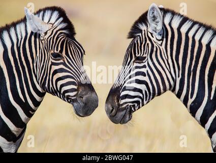 Burchells Zebras (Equus quagga burchellii), Etosha Nationalpark, Namibia, Afrika Stockfoto