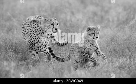 Geparde (Acinonyx jubatus), Ngorongoro Conservation Area, Tansania, Afrika Stockfoto