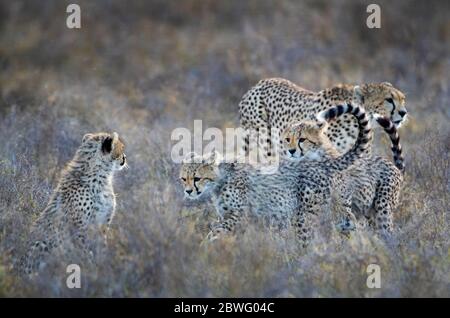 Geparden (Acinonyx jubatus), Ngorongoro Conservation Area, Tansania, Afrika Stockfoto