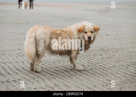 Netter muckiger Hund, der am Strand steht Stockfoto