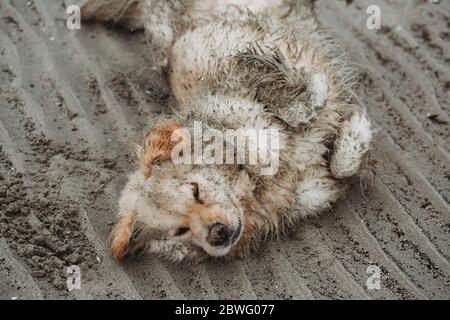 Nahaufnahme des Sandhundes auf dem Rücken liegend Strand Stockfoto