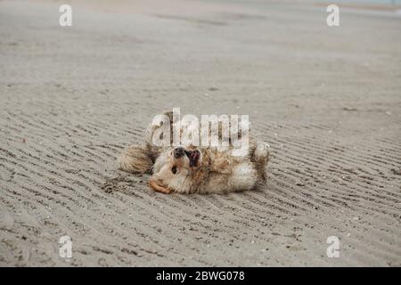 Low-Angle-Ansicht von glücklichen sandigen Hund rollt auf sie Zurück am Strand Stockfoto