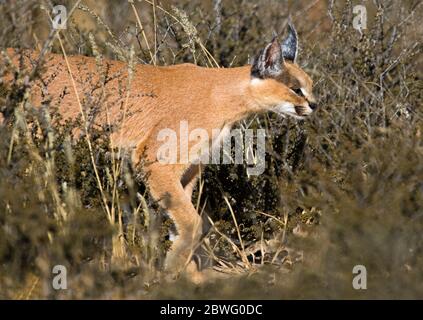 Caracal (Caracal caracal), Kgalagadi Transfrontier Park, Namibia, Afrika Stockfoto