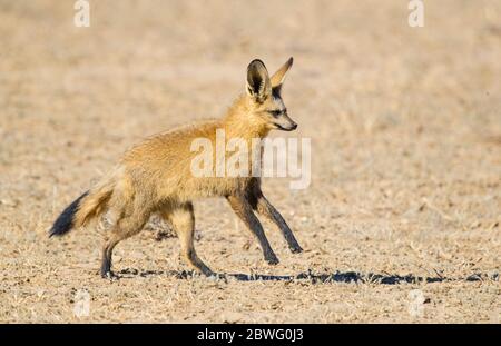 Fledermausohr-Fuchs (Otocyon megalotis) läuft, Kgalagadi Transfrontier Park, Namibia, Afrika Stockfoto