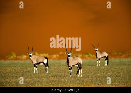 Gruppe männlicher Gemsboks oder Oryxes (Oryx Gazella), die sich die Kamera angucken, Sossusvlei, Namibia, Afrika Stockfoto