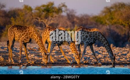 Gruppe von südlichen Giraffen (Giraffa Giraffa) trinken in Wasserloch, Etosha Nationalpark, Namibia, Afrika Stockfoto