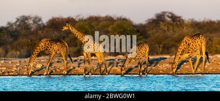 Gruppe von südlichen Giraffen (Giraffa Giraffa) trinken in Wasserloch, Etosha Nationalpark, Namibia, Afrika Stockfoto