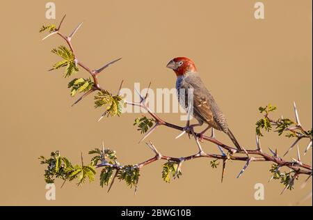 Schuppige Gefiederweberin (Sporopipes-Schwamifrons) auf Ast, Kgalagadi Transfrontier Park, Namibia, Afrika Stockfoto