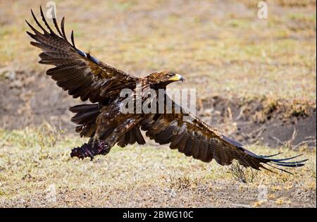 Tawny Eagle (Aquila rapax) fliegen, Kgalagadi Transfrontier Park, Namibia, Afrika Stockfoto