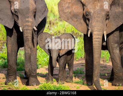 Afrikanische Elefanten (Loxodonta africana) mit Kalb, Tarangire Nationalpark, Tansania, Afrika Stockfoto