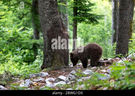 Junger Braunbär im Wald. Tier im natürlichen Lebensraum Stockfoto