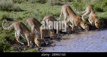 Geparden (Acinonyx jubatus) trinken in Wasserloch, Ngorongoro Conservation Area, Tansania, Afrika Stockfoto