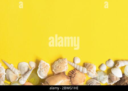 Sommer flach lag. Rahmen der Muscheln verschiedener Arten auf dem gelben Hintergrund. Muscheln auf einem pastellfarbenen Hintergrund. Urlaubskonzept, freier Platz für Text. Stockfoto