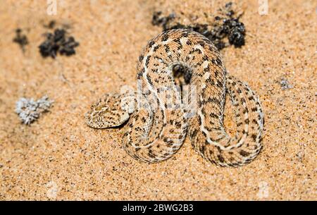 Sidewinder (Crotalus cerastes) Schlange im Sand in der Wüste, Swakopmund, Namibia, Afrika Stockfoto