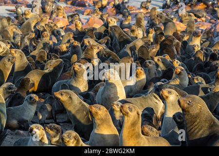 Kap-Pelzrobben (Arctocephalus pusillus) Kolonie, Kap-Kreuz, Namibia, Afrika Stockfoto