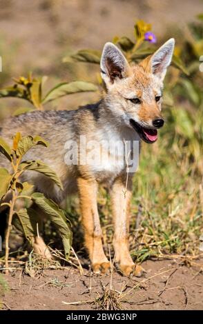 Kap Fuchs (Vulpes chama), Kgalagadi Transfrontier Park, Namibia, Afrika Stockfoto