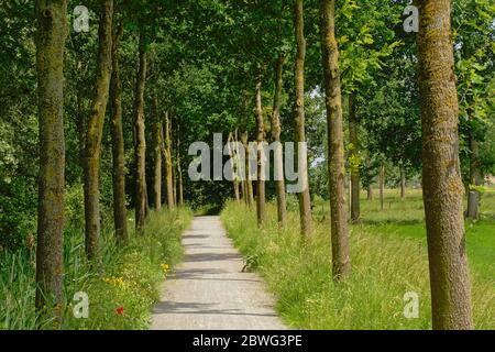 Wanderweg durch die flämische Landschaft mit Baumreihen durch die Wiesen der flämischen Landschaft Stockfoto