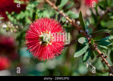 Eine Biene, die auf einer schönen roten Blume ruht, Callistemon, auch Flaschenbürste genannt Stockfoto