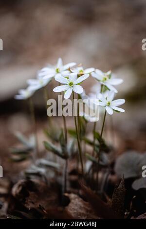 Nahaufnahme eines Strausses kleiner weißer Wildblumen, die in den Wäldern wachsen. Stockfoto