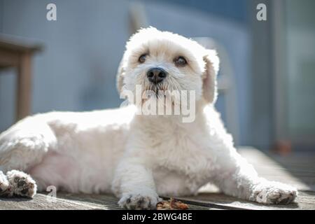 Weißer Hund schaut aufmerksam auf, während er sich in der hinlegt So Stockfoto