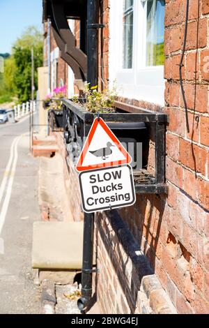 Nahaufnahme eines SCHILDES AM Fensterrahmen des Gebäudes am Flussufer im ländlichen Dorf Großbritanniens, DAS SICH ÜBER DIE LANGSAMEN ENTEN KREUZT. Auf die einheimische Tierwelt. Stockfoto