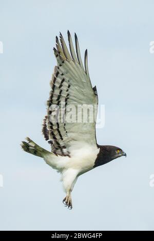 Schwarzkestennadler (Circaetus pectoralis) fliegen, Ngorongoro Conservation Area, Tansania, Afrika Stockfoto