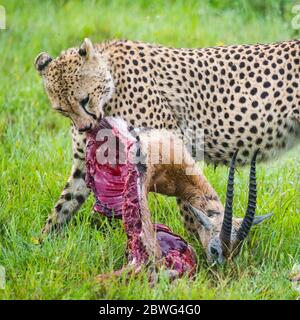 Geparde (Acinonyx jubatus) mit Beuteantilope, Ngorongoro Conservation Area, Tansania, Afrika Stockfoto