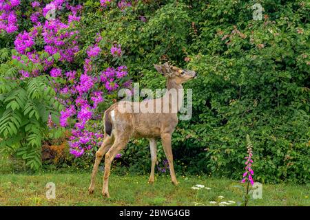 Maultiere im Garten, Deep Cove, District of North Vancouver, British Columbia, Kanada Stockfoto