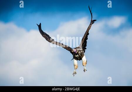 Lappentgeier oder Nubischer Geier (Torgos tracheliotos) fliegen, Ngorongoro Conservation Area, Tansania, Afrika Stockfoto