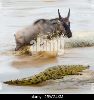 Weißbärtige Gnus (Connochaetes taurinus mearnsi) und Krokodile, Ngorongoro Conservation Area, Tansania, Afrika Stockfoto