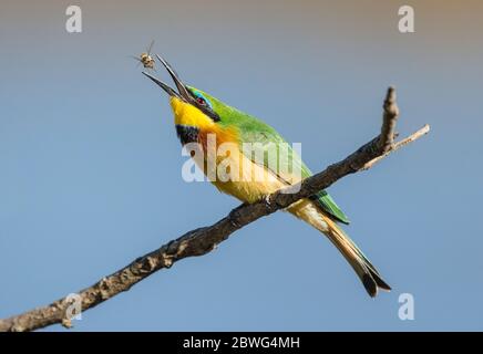 Kleiner Bienenfresser (Merops pusillus) mit Beuteinsekt, Serengeti Nationalpark, Tansania, Afrika Stockfoto