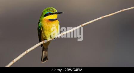 Kleiner Bienenfresser (Merops pusillus), der sich am Ast befindet, Serengeti Nationalpark, Tansania, Afrika Stockfoto