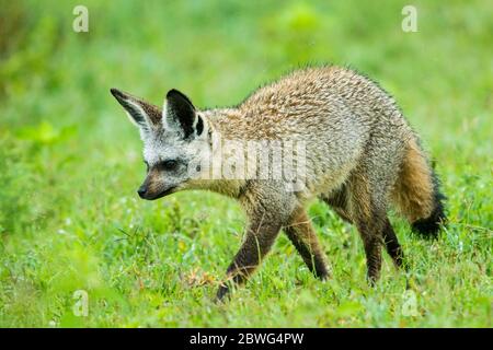 Kap Fuchs (Vulpes chama) Wandern im Gras, Kgalagadi Transfrontier Park, Namibia, Afrika Stockfoto