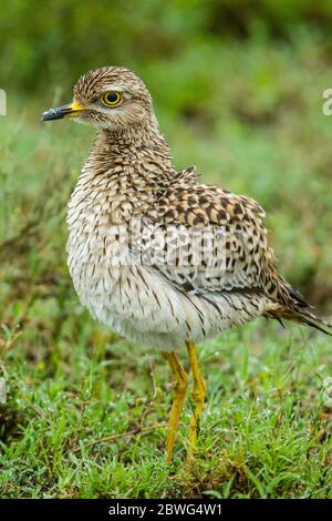 Wasser-Dickkniegebiet (Burhinus vermiculatus), Ngorongoro Conservation Area, Tansania, Afrika Stockfoto