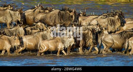 Herde von westlichem Weißbärtigen gnu (Connochaetes taurinus mearnsi), Serengeti Nationalpark, Tansania, Afrika Stockfoto