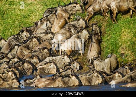 Herde von westlichem Weißbärtigen gnu (Connochaetes taurinus mearnsi), Serengeti Nationalpark, Tansania, Afrika Stockfoto