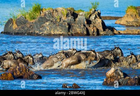 Herde von westlichem Weißbärtigen gnu (Connochaetes taurinus mearnsi) im Wasser, Serengeti Nationalpark, Tansania, Afrika Stockfoto