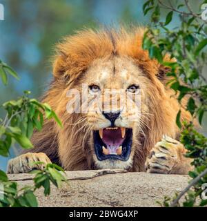 Männlicher Löwe (Panthera leo) brüllt, Serengeti Nationalpark, Tansania, Afrika Stockfoto