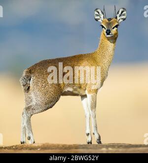 Klipspringer (Oreotragus oreotragus) Antilope, Serengeti Nationalpark, Tansania, Afrika Stockfoto