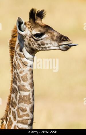 Kopfschuss der Masai Giraffe (Giraffa camelopardalis tippelskirchii), Serengeti Nationalpark, Tansania, Afrika Stockfoto