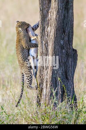 Leopard (Panthera pardus) Kletterbaum mit Beute, Serengeti Nationalpark, Tansania, Afrika Stockfoto