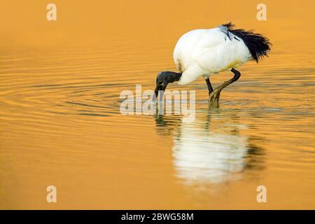 African Sacred Ibis (Threskiornis aethiopicus), Ngorongoro Conservation Area, Tansania, Afrika Stockfoto