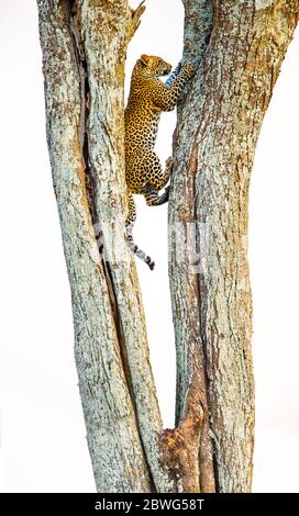 Leopard (Panthera pardus) Kletterbaum, Serengeti Nationalpark, Tansania, Afrika Stockfoto