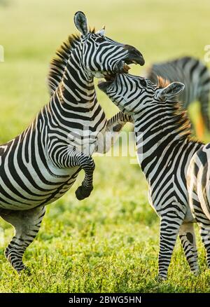 Burchells Zebras (Equus quagga burchellii), Ngorongoro Conservation Area, Tansania, Afrika Stockfoto