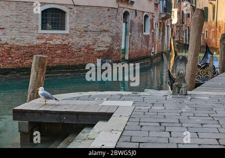 Eine Möwe auf dem venezianischen Kanal an einem sonnigen Wintertag mit einem Blick auf die venezianischen Häuser, Wasserkanal und eine typische Gondel Stockfoto